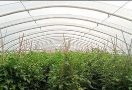 佛山市順德區(qū)晶正塑料 大棚薄膜領(lǐng)域的創(chuàng)新與實(shí)踐