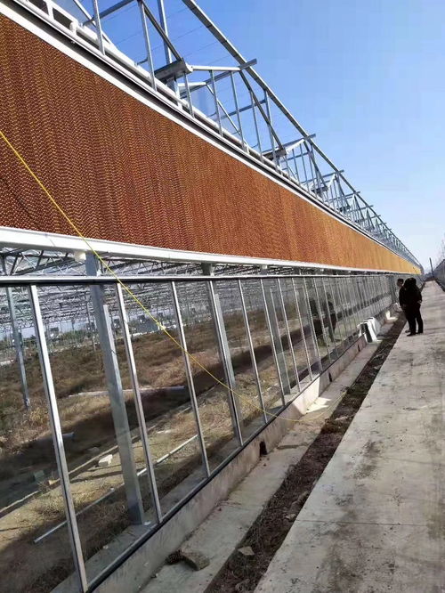 晉州蔬菜大棚管價(jià)格與廠家選擇指南 大棚薄膜選購要點(diǎn)